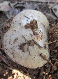 Amanita marmorata image