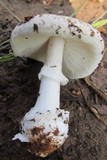 Amanita marmorata image