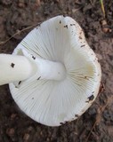 Amanita marmorata image
