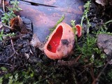 Sarcoscypha austriaca image