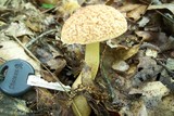 Boletus hortonii image