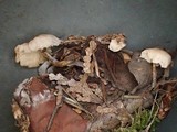 Leucocybe candicans image