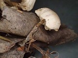 Leucocybe candicans image