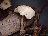 Leucocybe candicans image