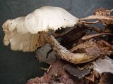 Leucocybe candicans image
