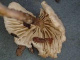 Leucocybe candicans image