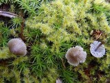 Mycena leptocephala image
