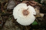 Agaricus vinosobrunneofumidus image