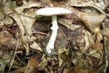 Agaricus vinosobrunneofumidus image