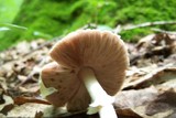 Agaricus vinosobrunneofumidus image