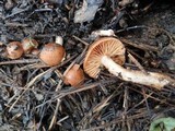 Crassisporium funariophilum image