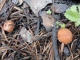 Crassisporium funariophilum image