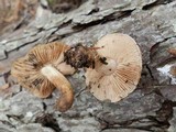Hebeloma mesophaeum image