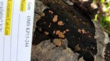 Craterocolla cerasi image