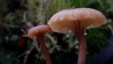 Lichenomphalia umbellifera image