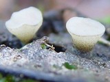 Cudoniella tenuispora image