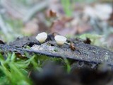 Cudoniella tenuispora image