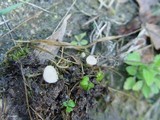 Cudoniella tenuispora image
