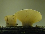 Cudoniella tenuispora image