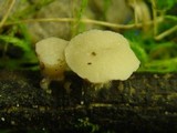 Cudoniella tenuispora image