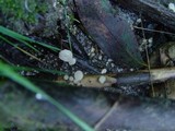 Cudoniella tenuispora image