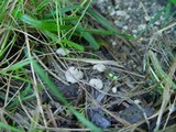 Cudoniella tenuispora image