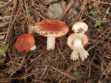 Russula cessans image