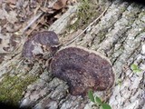 Phellinus gilvus image