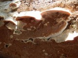 Gloeoporus dichrous image
