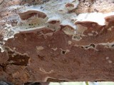 Gloeoporus dichrous image