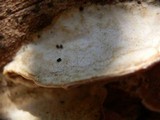 Gloeoporus dichrous image