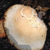 Hypsizygus ulmarius image