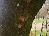 Phellinus pomaceus image