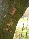 Phellinus pomaceus image