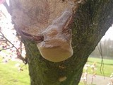 Phellinus pomaceus image