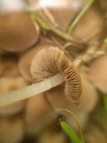 Psathyrella pygmaea image