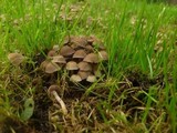Psathyrella pygmaea image