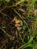 Psathyrella pygmaea image