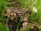 Psathyrella pygmaea image