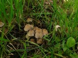 Psathyrella pygmaea image