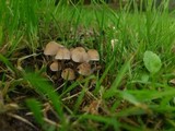 Psathyrella pygmaea image