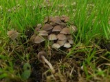 Psathyrella pygmaea image