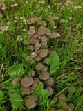 Psathyrella pygmaea image