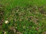 Psathyrella pygmaea image