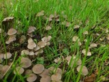 Psathyrella pygmaea image