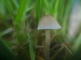 Psathyrella pygmaea image