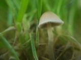 Psathyrella pygmaea image