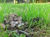 Psathyrella pygmaea image