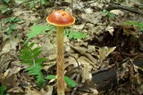 Heimioporus betula image