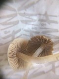Psathyrella pygmaea image